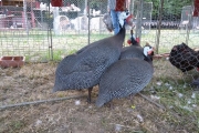 IMG_20190629_204620