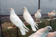 IMG_20190629_205459